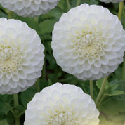 Dahlia Pompom  'Snowflake'